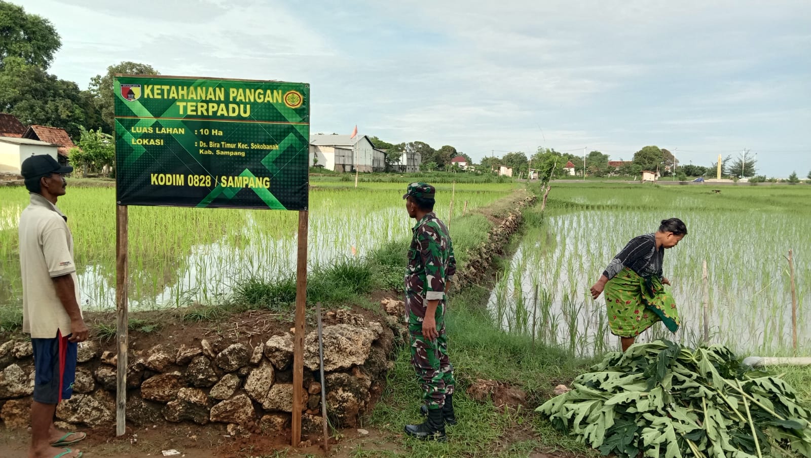 Babinsa Koramil Sokobanah, Lakukan Monitoring Ketahanan Pangan Terpadu di Desa Bira Timur