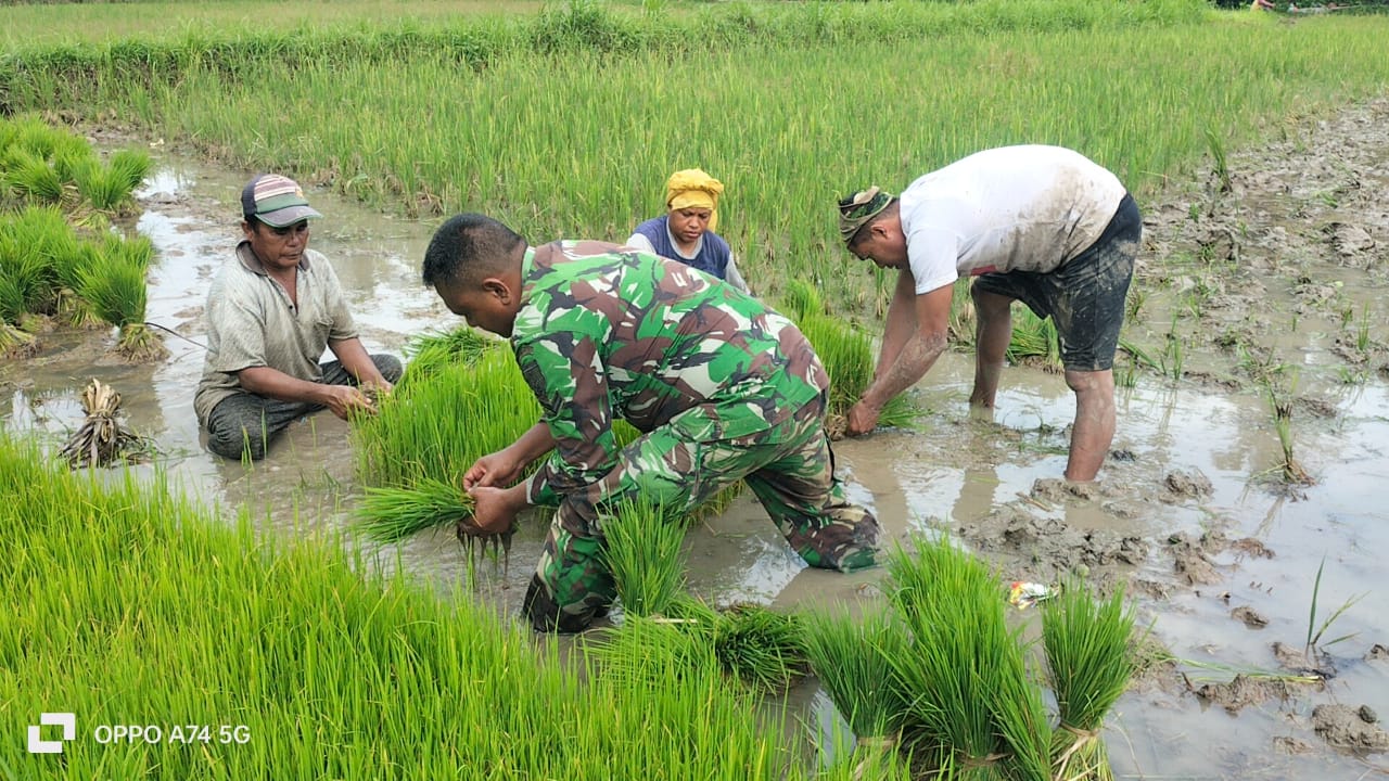 Bersama di Sawah: Babinsa Omben dan Poktan Tanam Padi, Perkuat Ketahanan Pangan Desa Kebun sareh