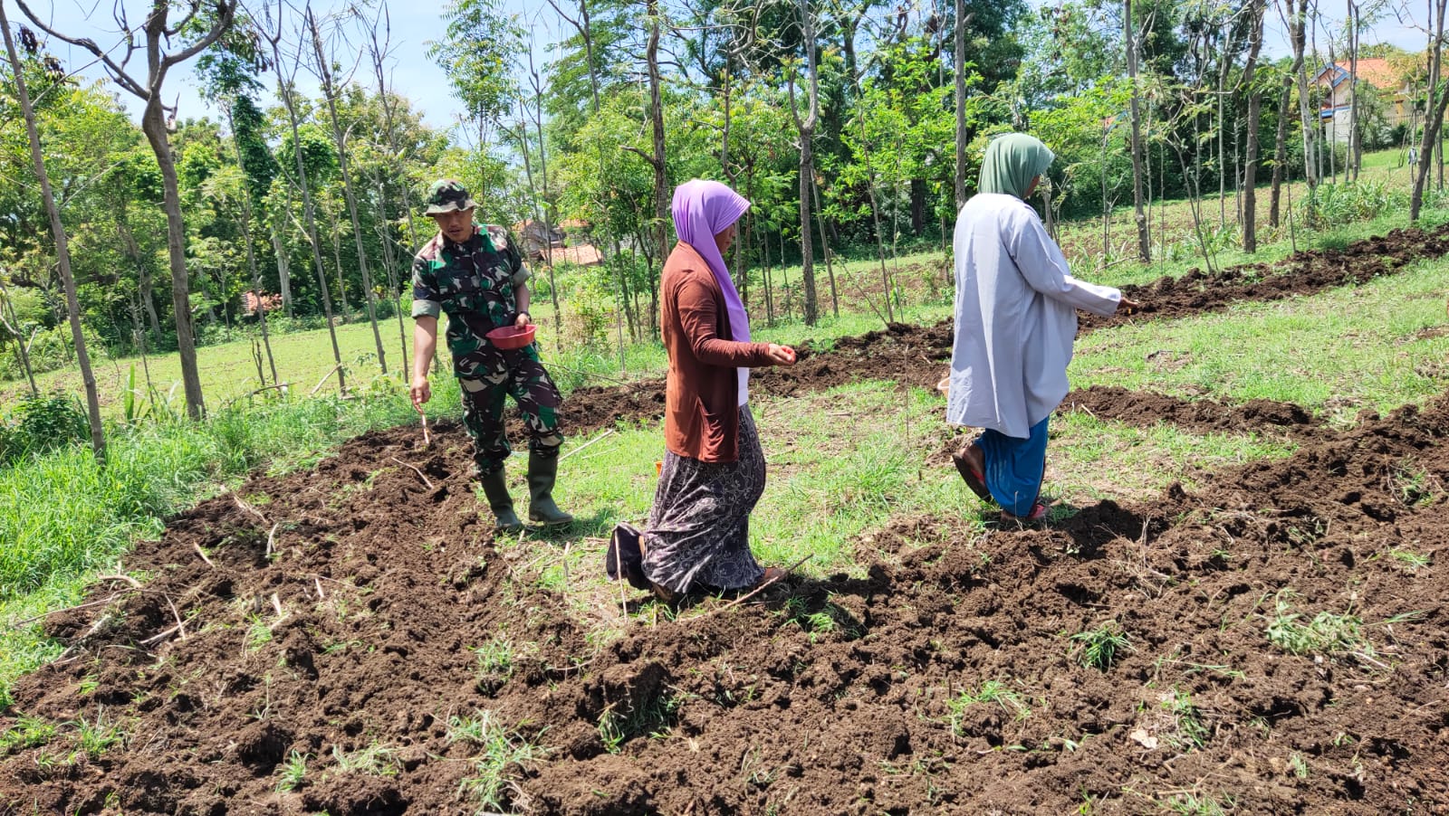 Babinsa dan Petani Bersatu: Penanaman Jagung Bareng Serka Lery Ismanto di Desa Ragung