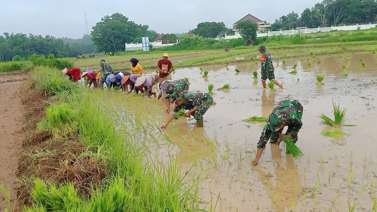 Semangat Hari Juang TNI AD 2024: Serma Samsuri Koramil Kedungdung Tanam Padi Bersama Poktan