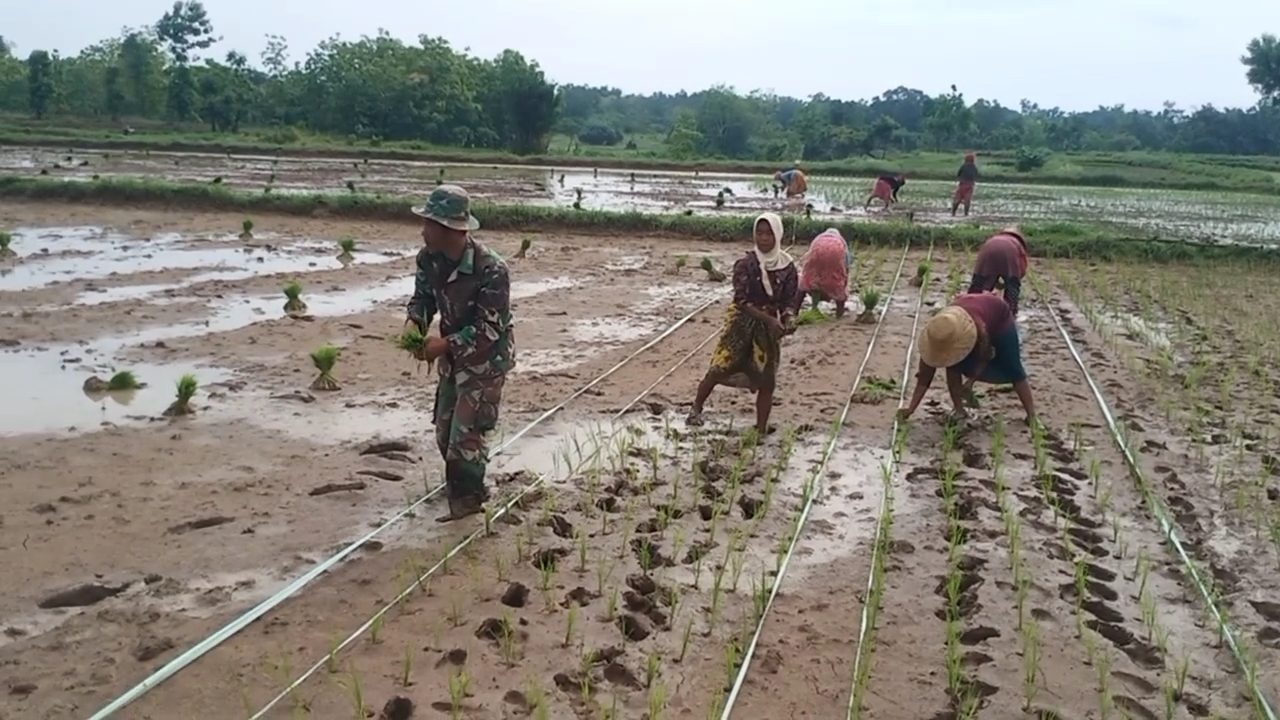 TNI Peduli Pangan: Serma Budi Dampingi Petani Desa Sogian dalam Program Penanaman Padi