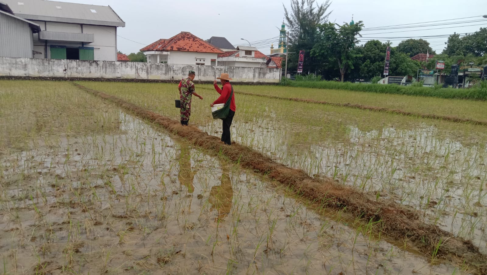 Babinsa dan Petani Bersatu: Meningkatkan Hasil Padi di Sokobanah Daya