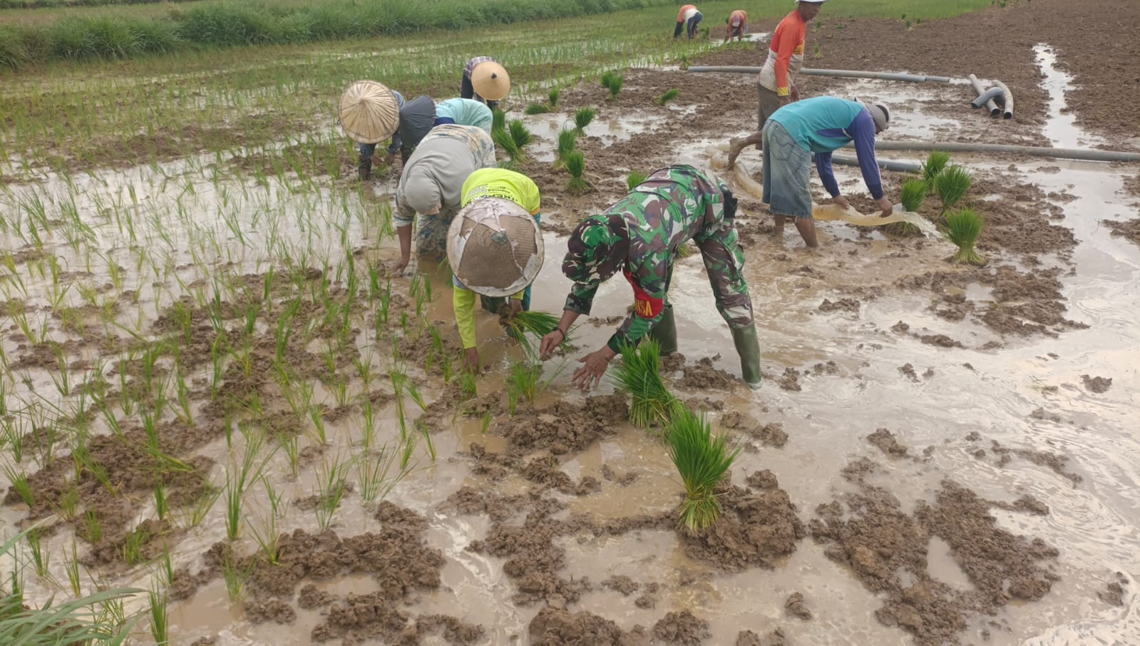 TNI Hadir di Tengah Petani: Babinsa Koramil Robatal Bantu Penanaman Padi di Desa Tragih