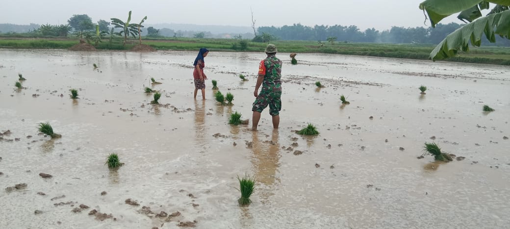 Babinsa Sertu Sugeng Triyono Dampingi Poktan di Sampang Tanam Padi MT 1 untuk Meningkatkan Hasil Pertanian