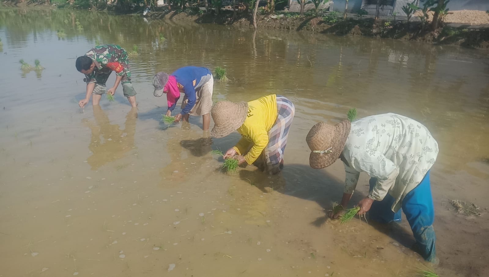 Bersama Petani, Babinsa Camplong Tanam Padi: Aksi TNI di Ladang Desa Tanjung