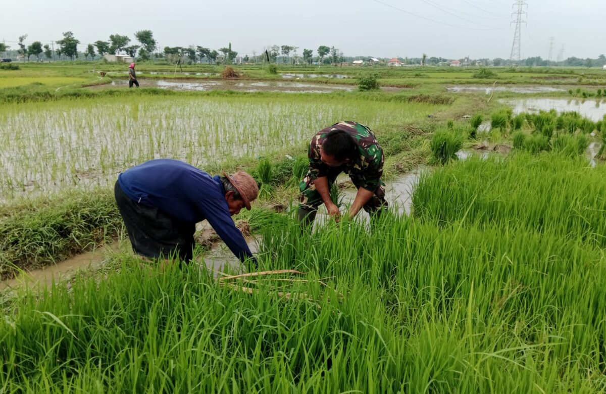 Babinsa Serka Doni dan Warga Desa Taman Bersatu Bersihkan Rumput Padi untuk Panen Berkualitas