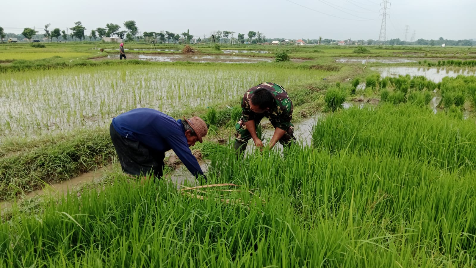 Babinsa Serka Doni dan Warga Desa Taman Bersatu Bersihkan Rumput Padi untuk Panen Berkualitas