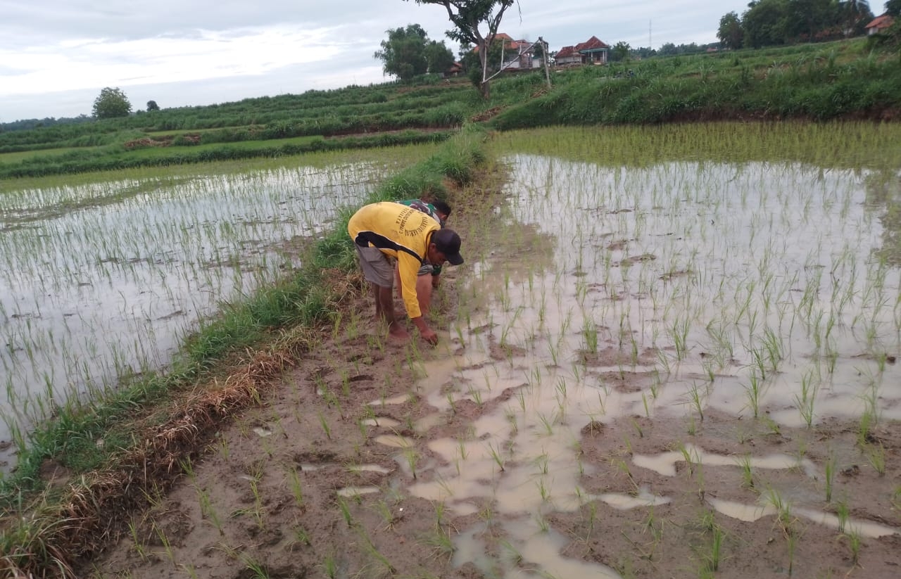 Babinsa Koramil Camplong Bantu Petani Tanam Padi Tingkatkan Ketahanan Pangan di Desa Pamulaan