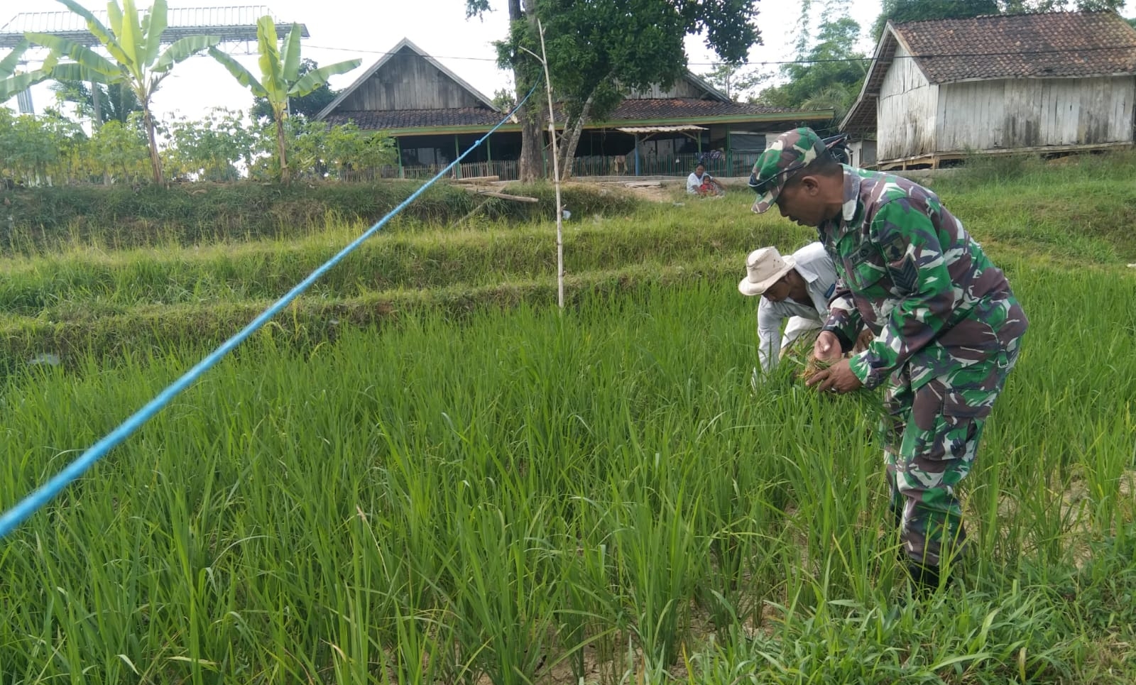 TNI dan Warga: Pelda Saiful Bersama Masyarakat Desa Lepelle Bersihkan Sawah Menyambut Musim Tanam