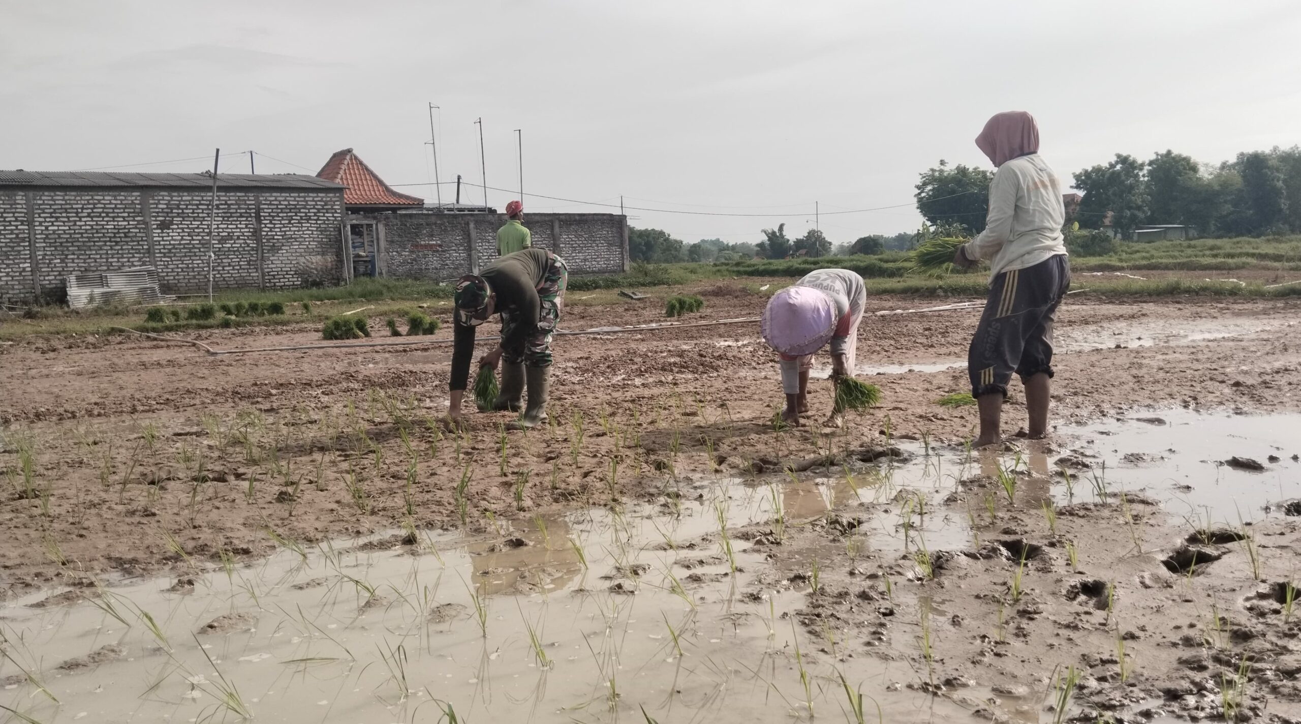 Babinsa Torjun Terjun Langsung Dampingi Petani Tanam Padi di Desa Patapan