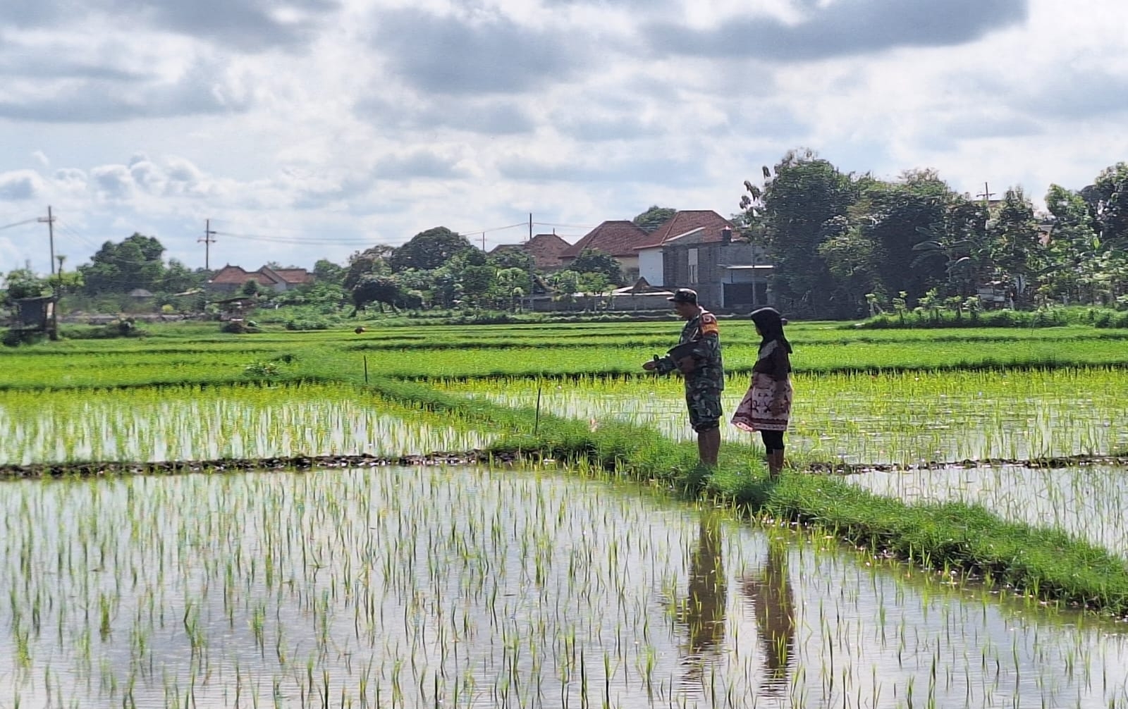 Sentuhan TNI di Ladang Padi: Babinsa Koramil Sokobanah Dampingi Petani di Desa Bire Timur