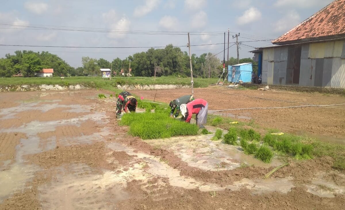 Kolaborasi Harmonis: Babinsa dan Poktan Bersama Wujudkan Kesiapan Tanam Padi di Desa Patapan