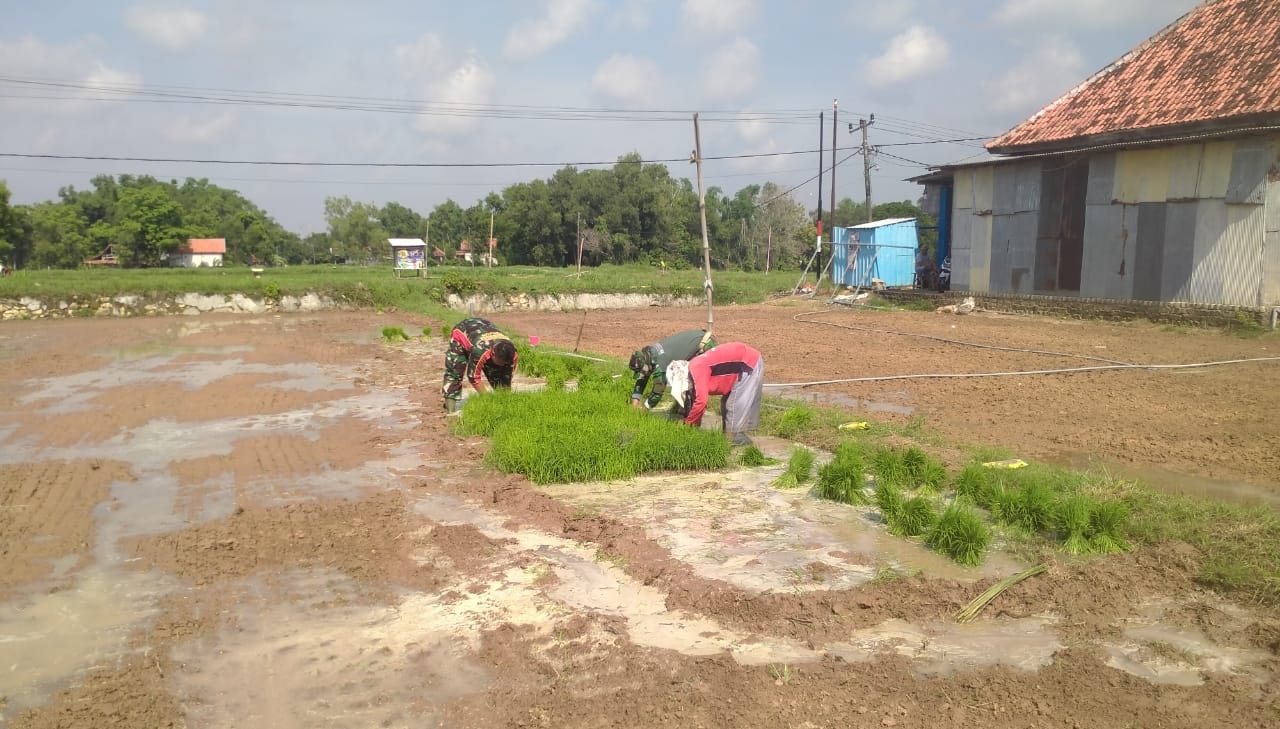 Kolaborasi Harmonis: Babinsa dan Poktan Bersama Wujudkan Kesiapan Tanam Padi di Desa Patapan