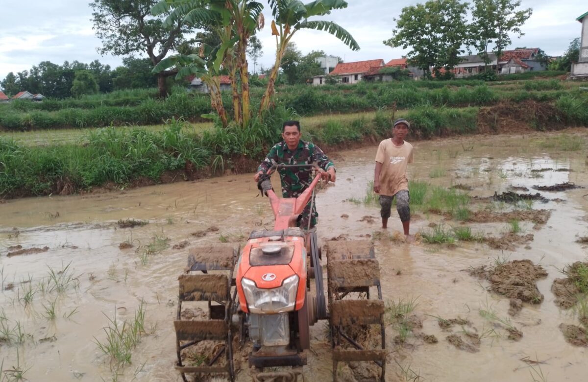 Babinsa Koramil Camplong Dampingi Petani Tingkatkan Ketahanan Pangan Dengan Traktor Bajak