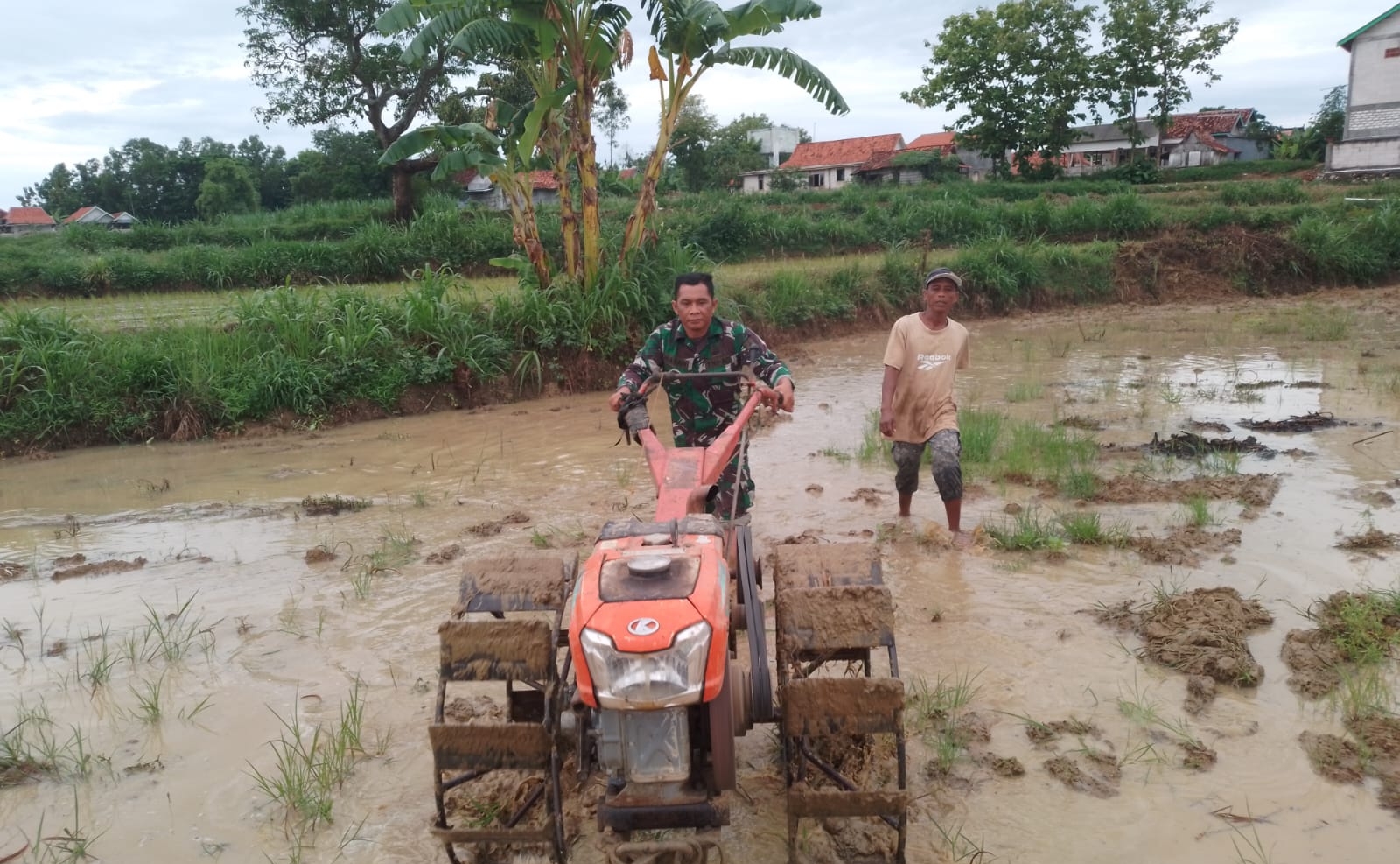 Babinsa Koramil Camplong Dampingi Petani Tingkatkan Ketahanan Pangan Dengan Traktor Bajak