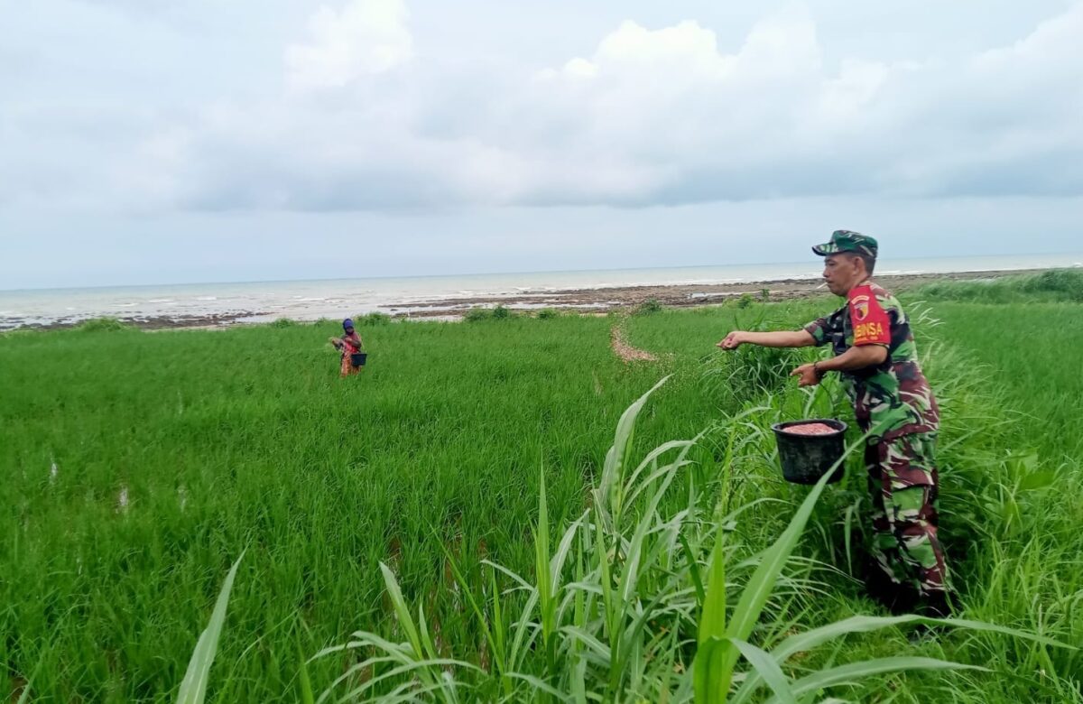 Tanam Kebersamaan, Petani Sejahtera: Babinsa Sokobanah Bantu Pemupukan Padi di Desa Bira Timur