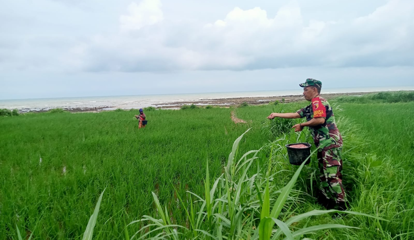 Tanam Kebersamaan, Petani Sejahtera: Babinsa Sokobanah Bantu Pemupukan Padi di Desa Bira Timur