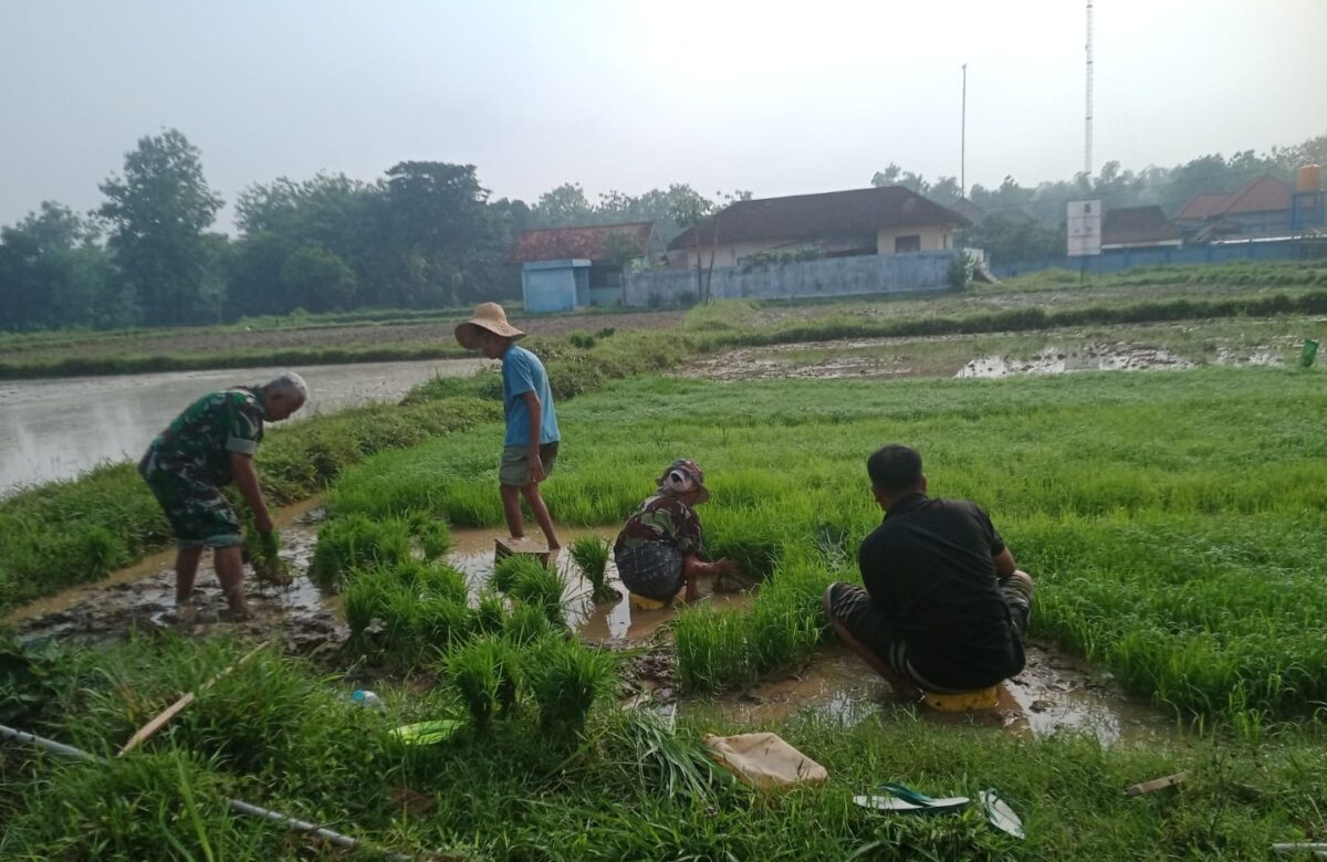 Gotong Royong TNI dan Petani: Serka Machmud Bantu Penanaman Padi di Dusun Klobur