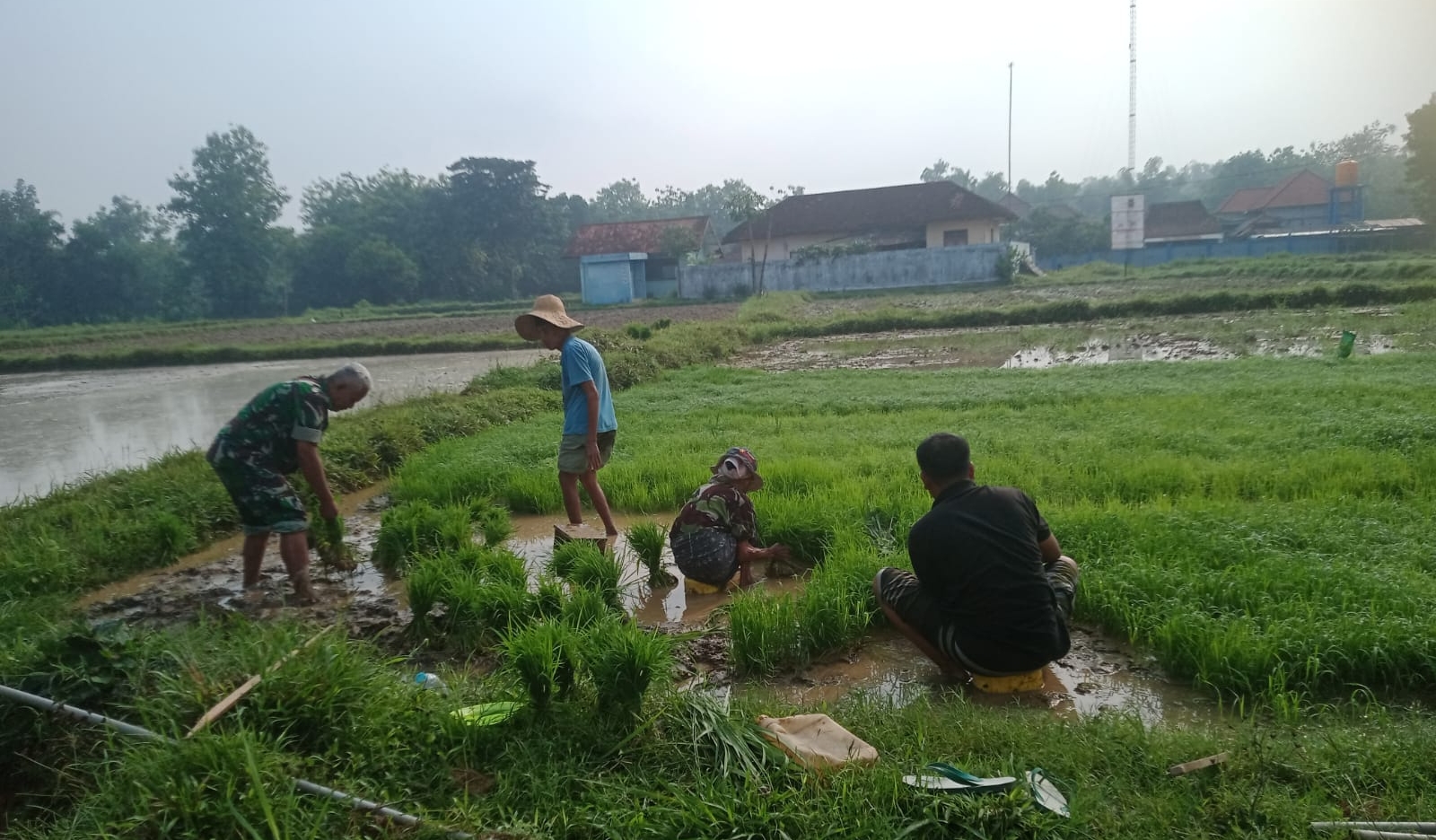 Gotong Royong TNI dan Petani: Serka Machmud Bantu Penanaman Padi di Dusun Klobur