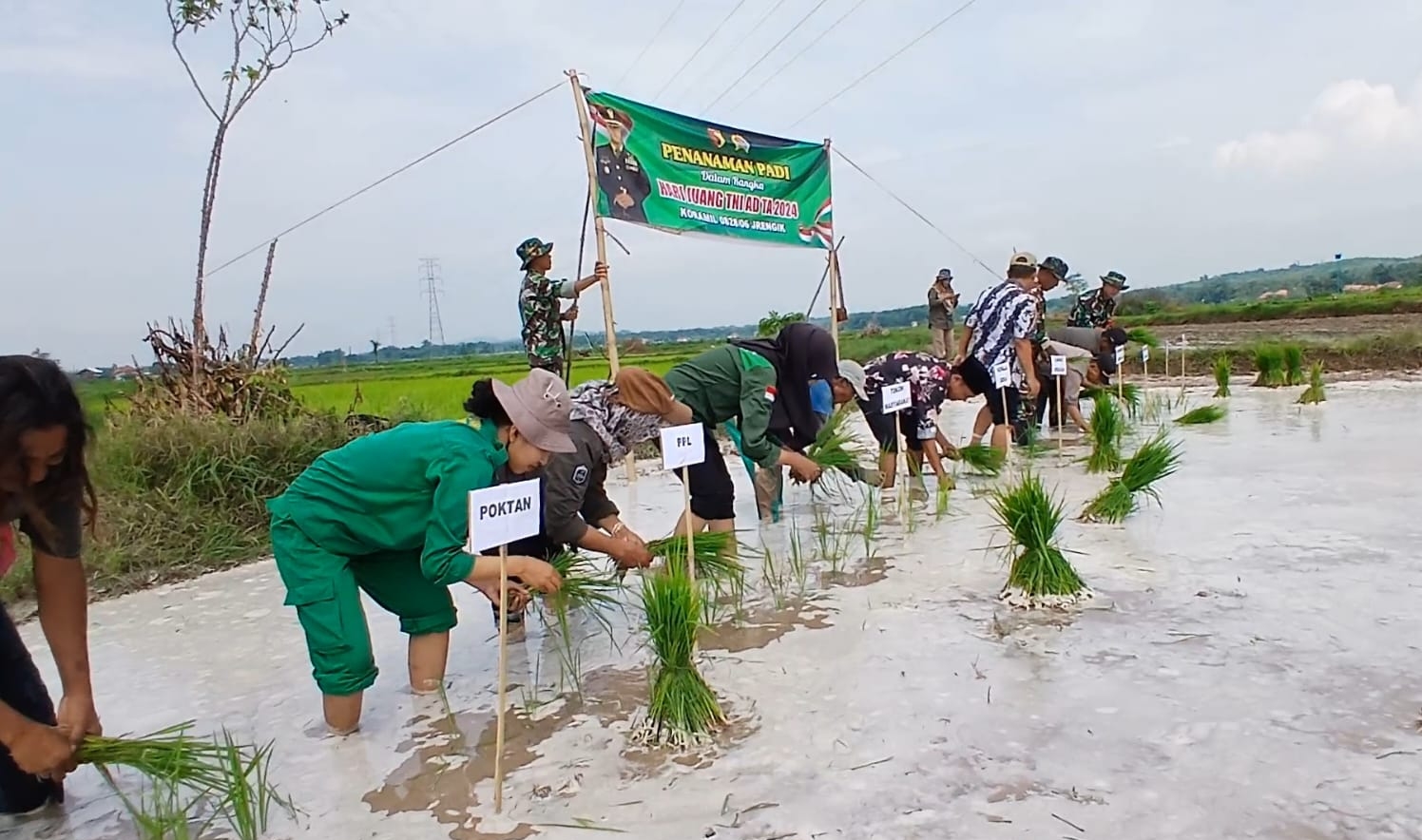 Semangat Hari Juang TNI AD 2024: Babinsa Jrengik Bersama Poktan Tanam Padi di Desa Taman