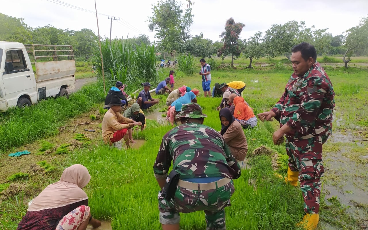 Gotong Royong TNI dan Warga: Babinsa Koramil Ketapang Dukung Penanaman Padi di Desa Banyusokah