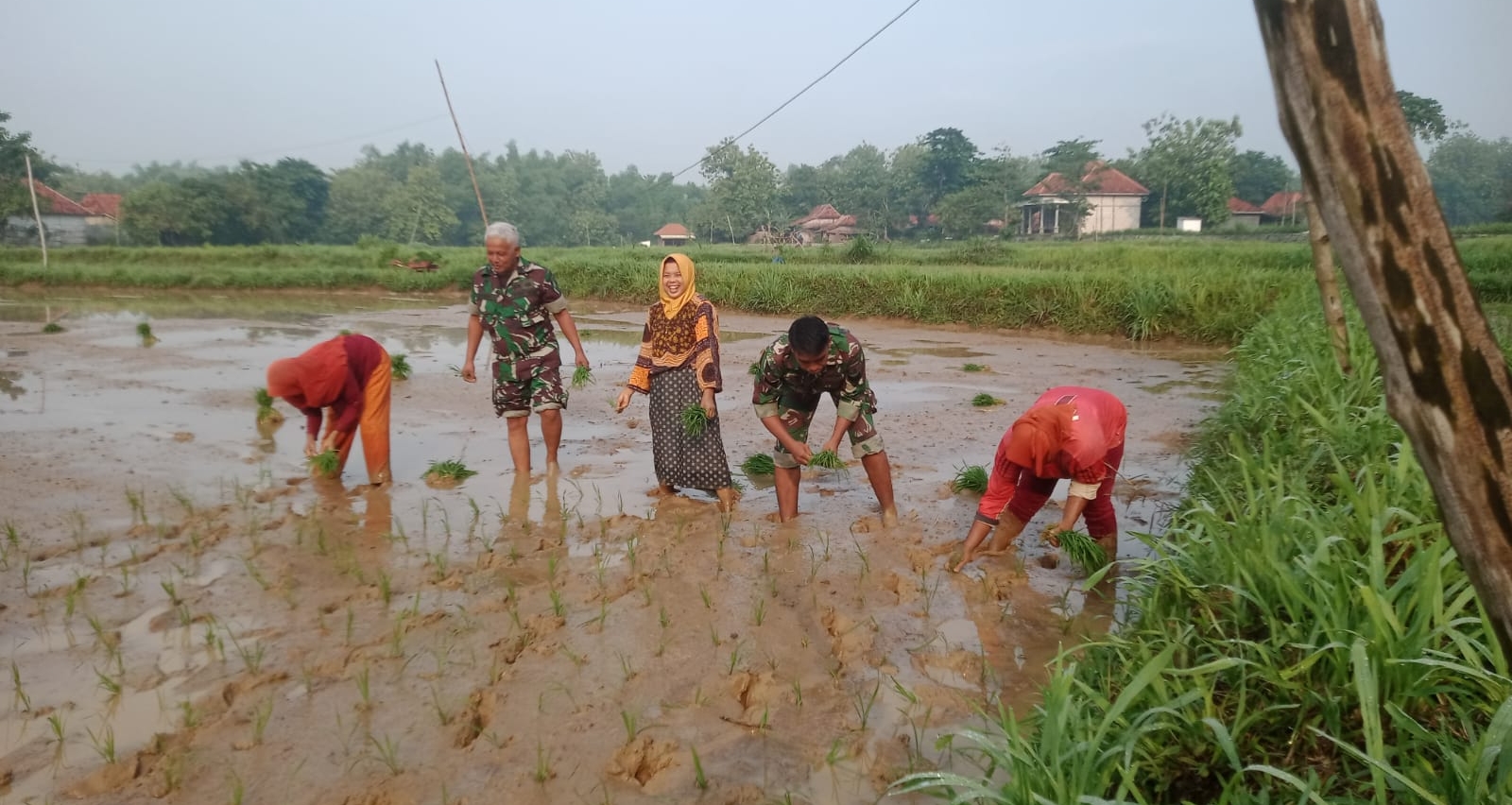 Tingkatkan Ketahanan Pangan Babinsa Omben Bersama Poktan Penanaman Padi di Dusun Klobur