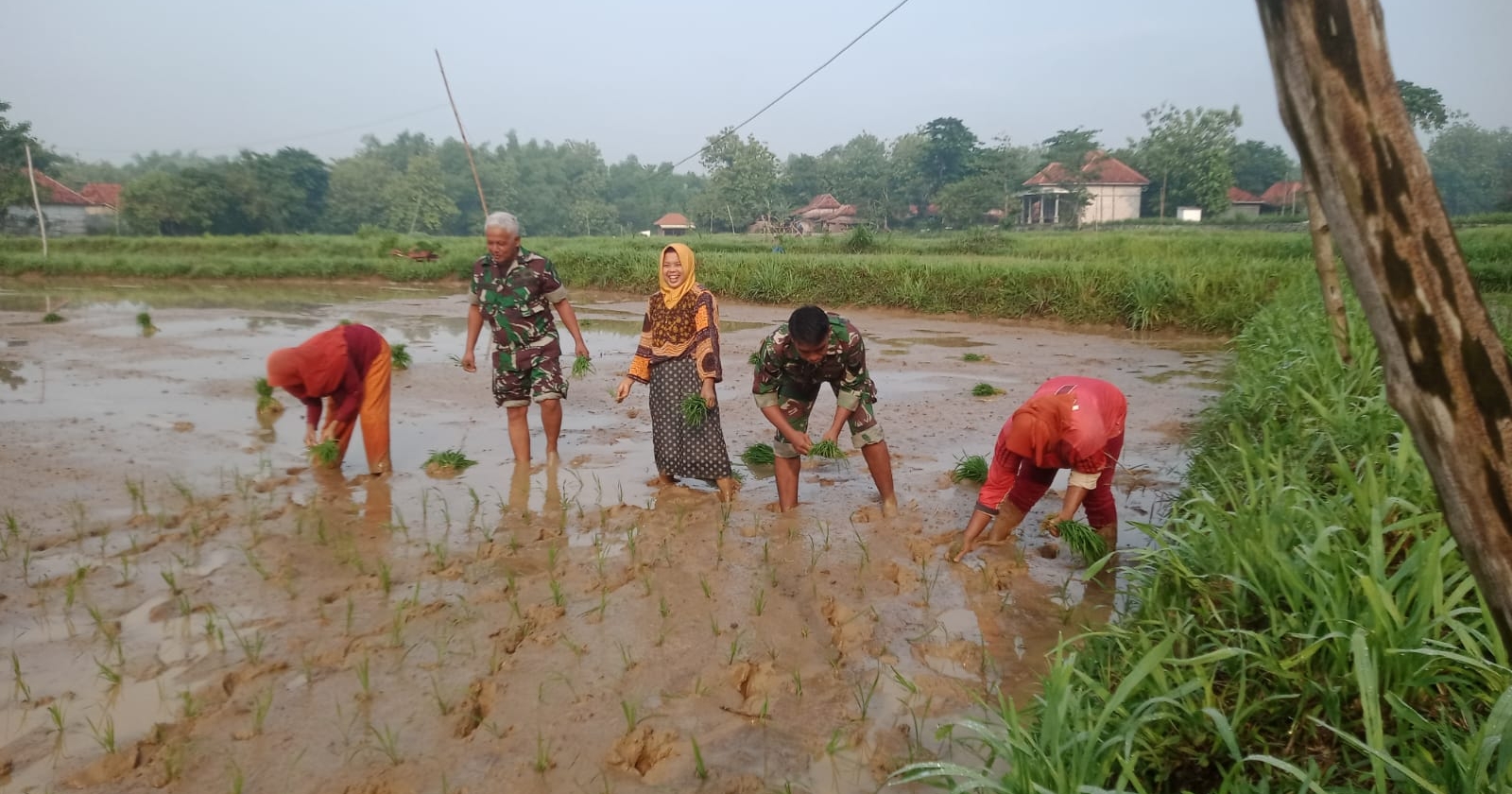 Tingkatkan Ketahanan Pangan Babinsa Omben Bersama Poktan Penanaman Padi di Dusun Klobur