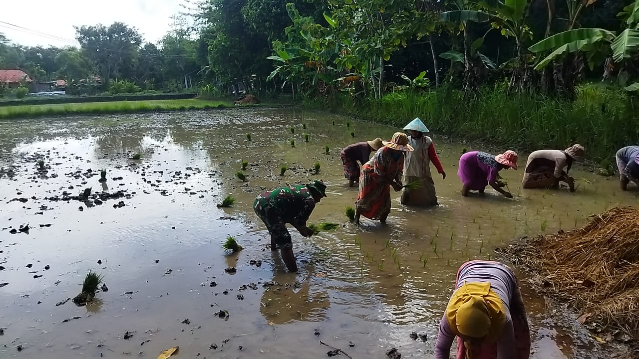 Bersemi di Kebun Sareh: Babinsa Omben dan Poktan Bersatu Tanam Padi untuk Ketahanan Pangan