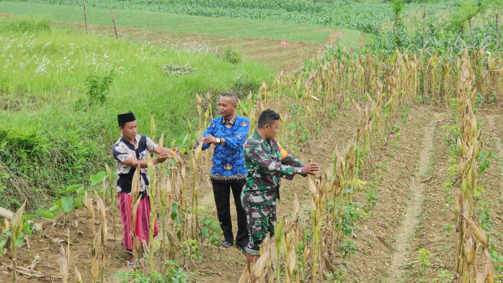 Babinsa Sertu Syahbilal Turun Tangan Bantu Petani Panen Jagung di Desa Karang Penang Oloh