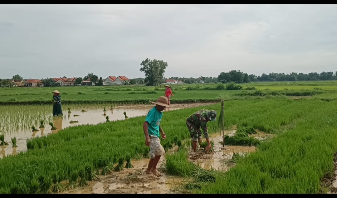 Bersama Petani, Babinsa Serda Riski Tanamkan Semangat Gotong Royong di Ladang Padi Desa Samaran