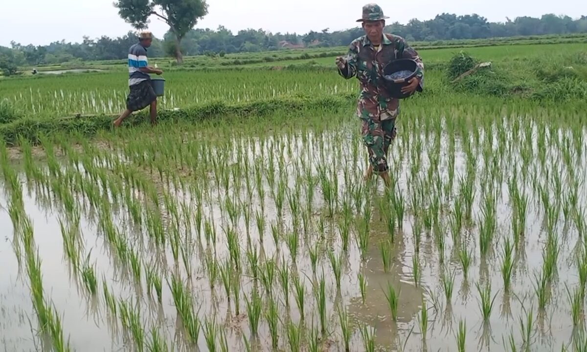 Optimalisasi Hasil Pertanian, Babinsa Serma Budi Bersama Poktan Lakukan Pemupukan Padi