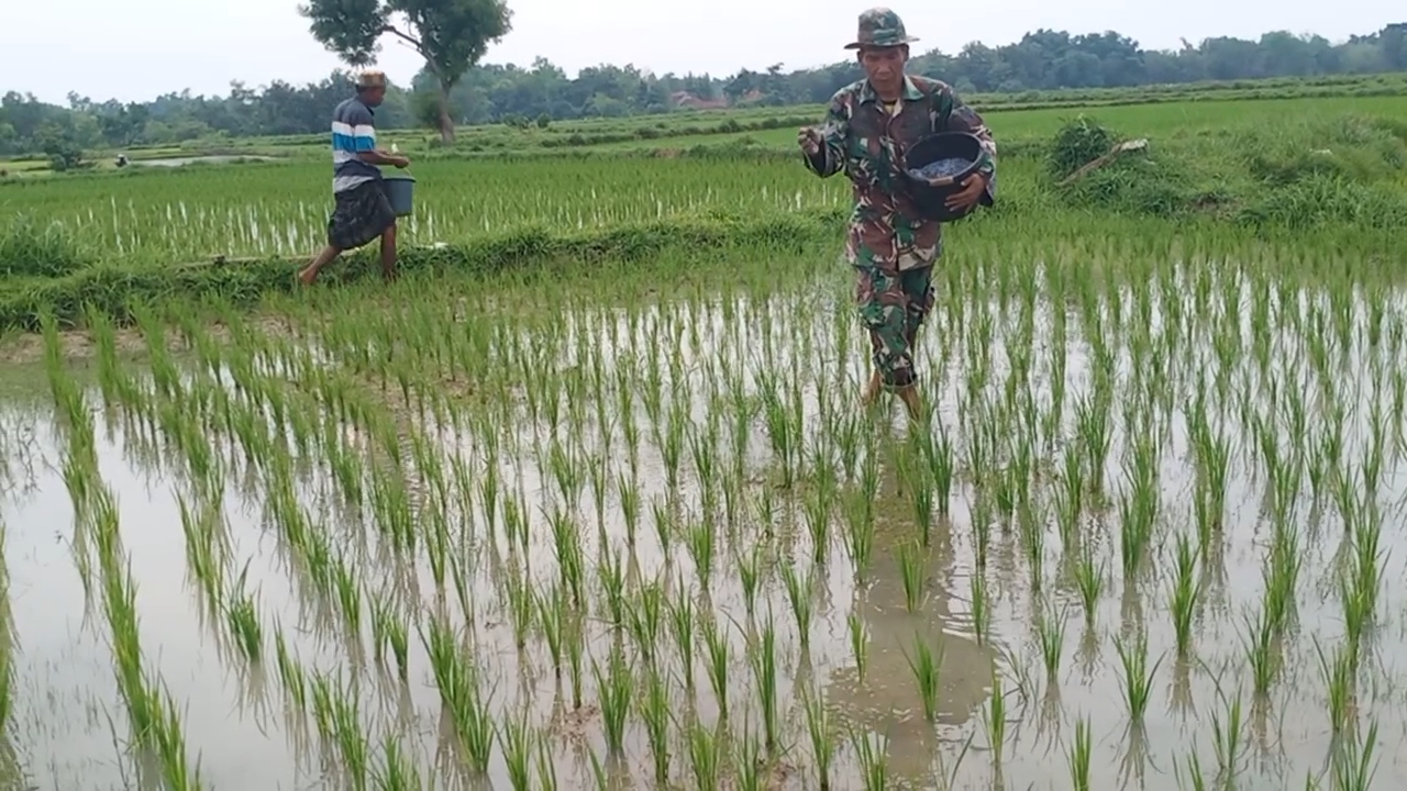 Optimalisasi Hasil Pertanian, Babinsa Serma Budi Bersama Poktan Lakukan Pemupukan Padi