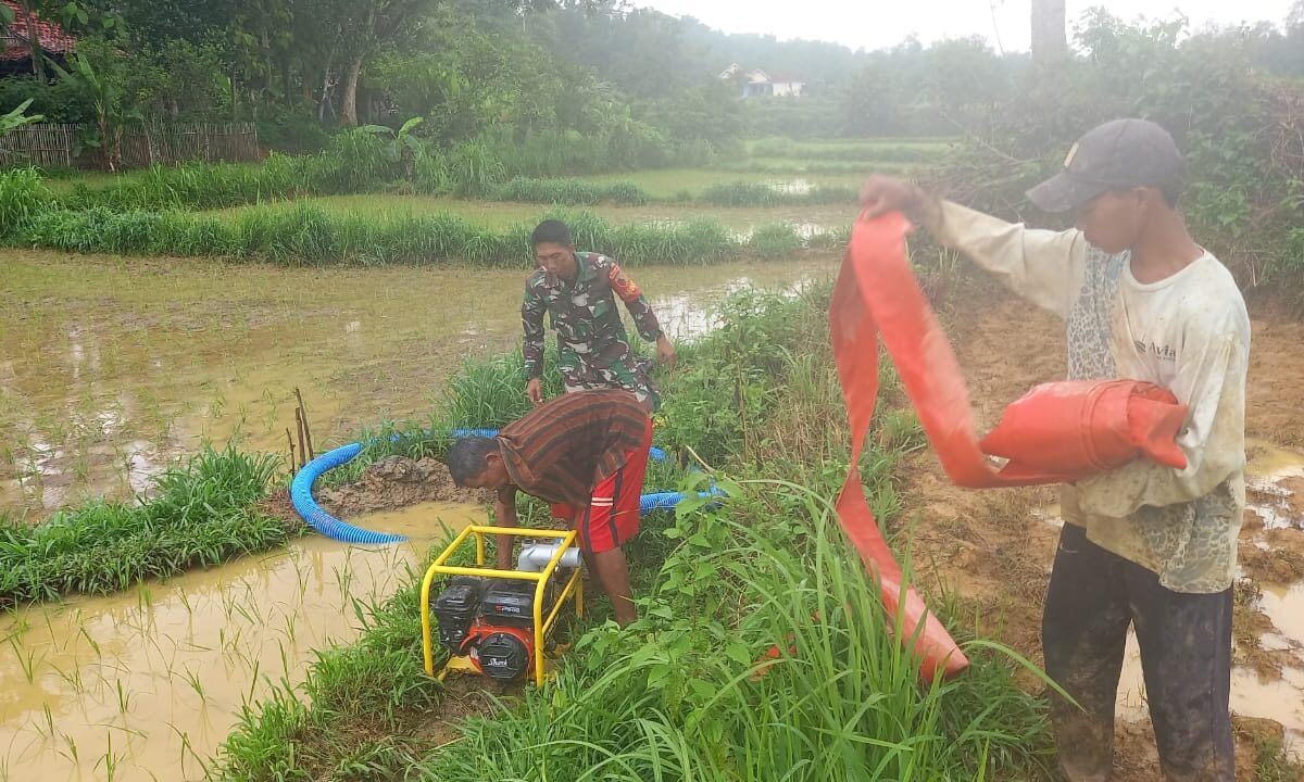 Tangan TNI untuk Tanaman: Babinsa Koramil Robatal Bantu Petani Irigasi Sawah