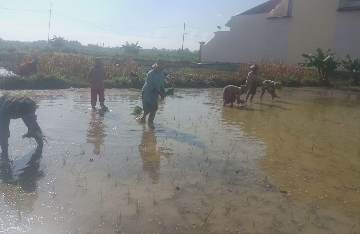 Gotong Royong TNI dan Warga: Babinsa Camplong Terjun Langsung Tanam Padi di Desa Pamolaan