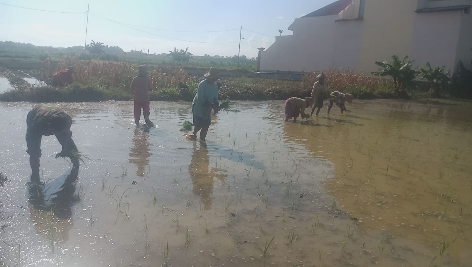 Gotong Royong TNI dan Warga: Babinsa Camplong Terjun Langsung Tanam Padi di Desa Pamolaan