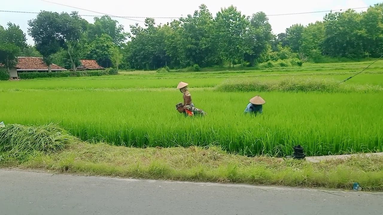 Babinsa Bersama Poktan Desa Rabasan: Bersama Lakukan Pembersihan Rumput untuk Tingkatkan Hasil Pertanian