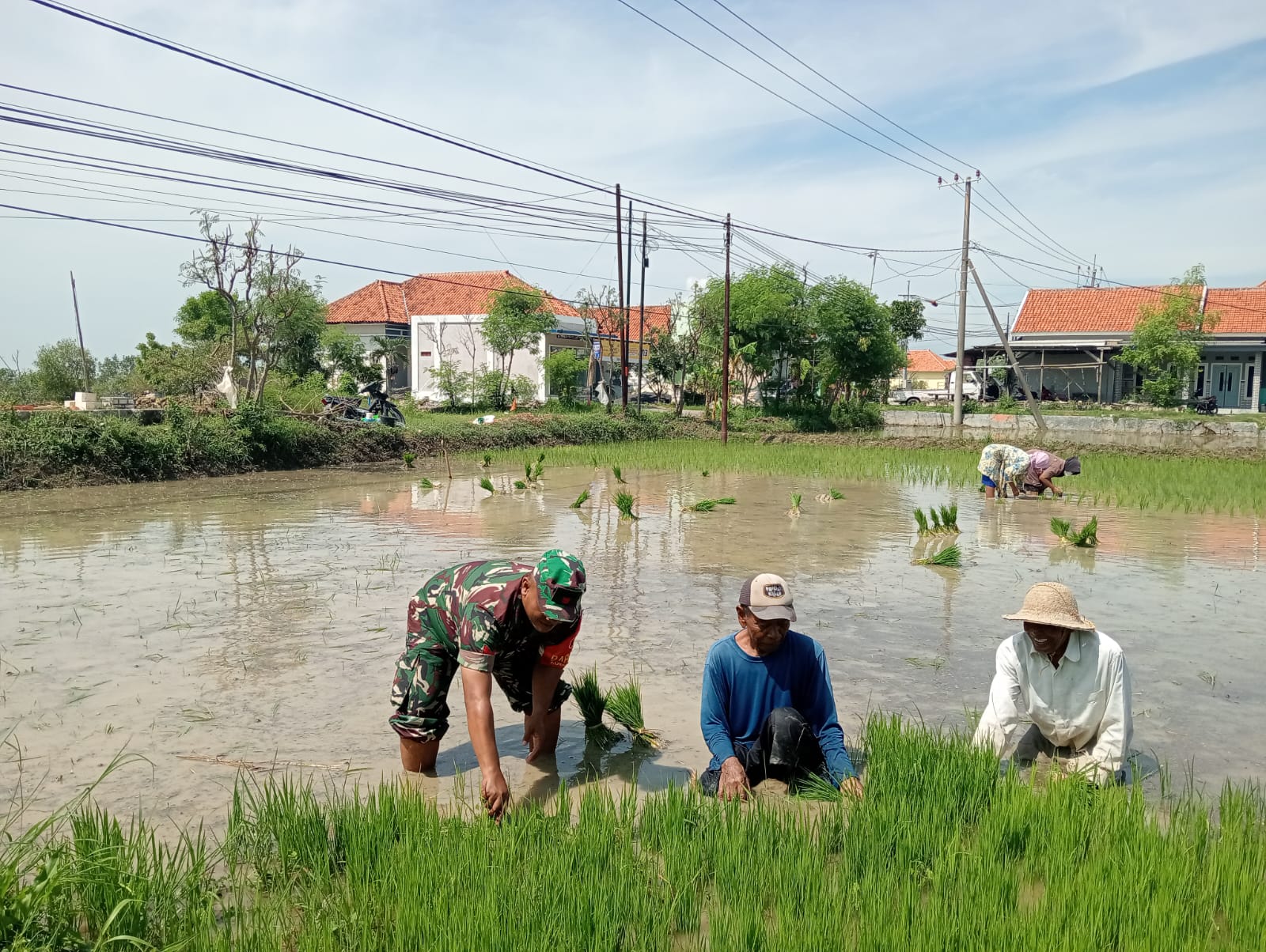 Gemakan Semangat Pertanian, Babinsa Koramil Sreseh Bantu Petani Tanam Padi di Desa Noreh