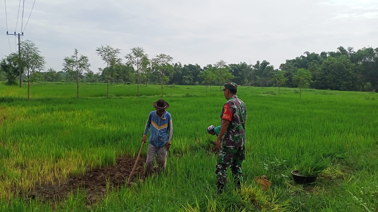 Babinsa Koramil Sreseh Sertu Supiani Dampingi Petani Desa Plasah Tingkatkan Produktivitas Pertanian