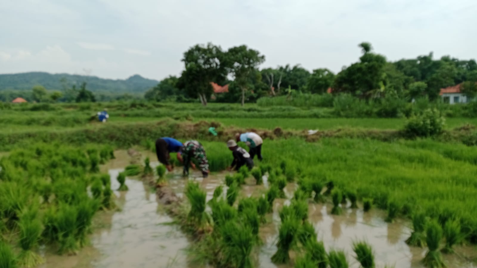 Semangat Gotong Royong: Babinsa Serka Doni Dampingi Warga Tanam Padi di Desa Taman