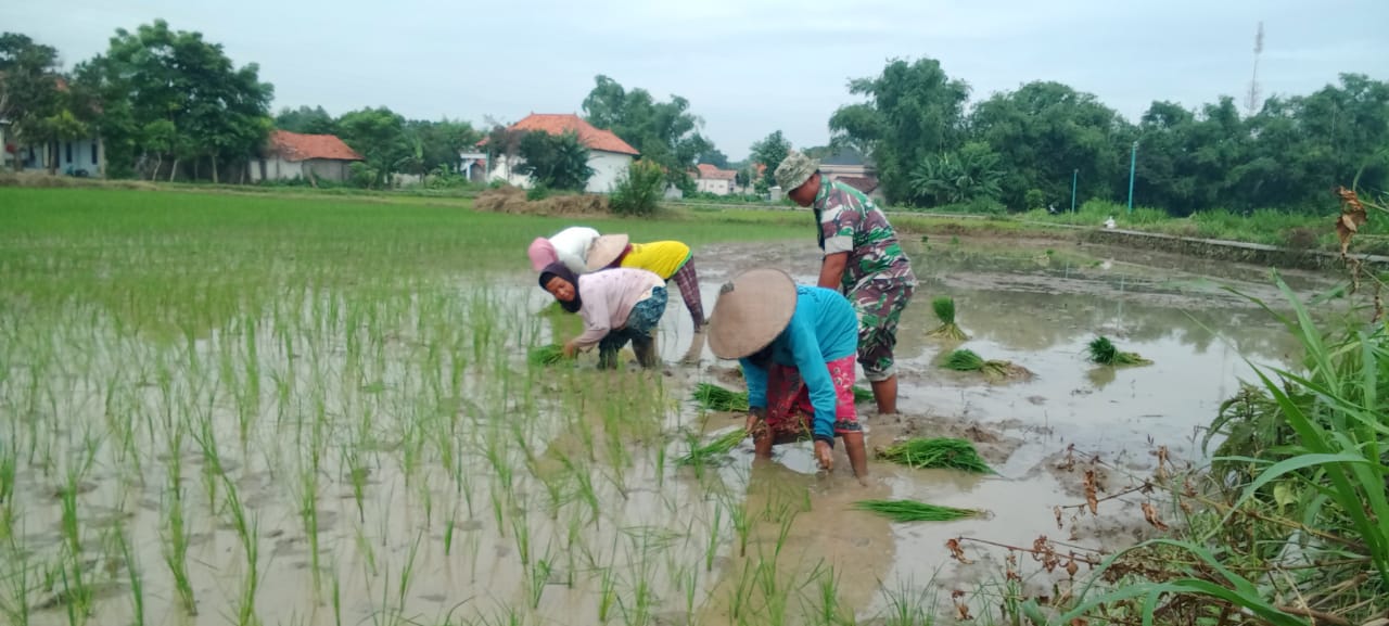 Kolaborasi TNI dan Petani: Babinsa Sertu Sugeng Pimpin Penanaman Padi di Desa Pasean