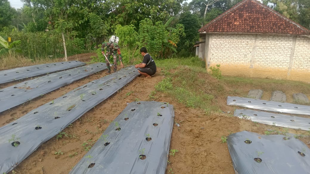 Kolaborasi Babinsa Robatal dan Poktan : Pemeliharaan Tomat untuk Meningkatkan Hasil Pertanian