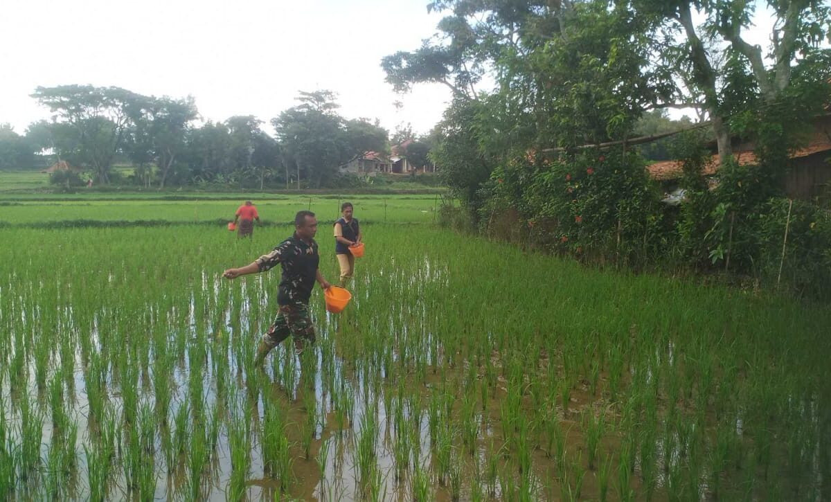 Langkah Bersama Petani: Babinsa Serka Miran Giatkan Penaburan Pupuk di Tambelangan