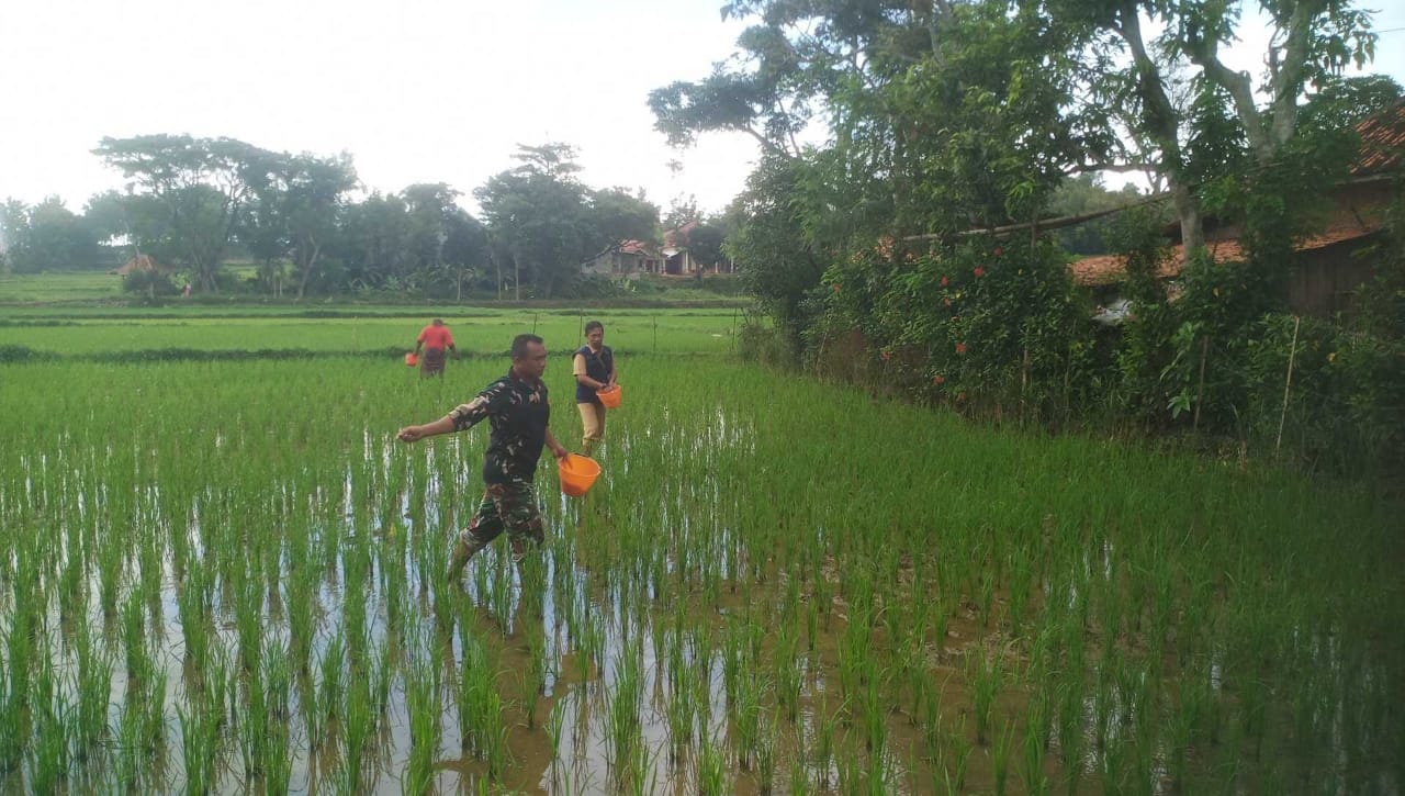 Langkah Bersama Petani: Babinsa Serka Miran Giatkan Penaburan Pupuk di Tambelangan