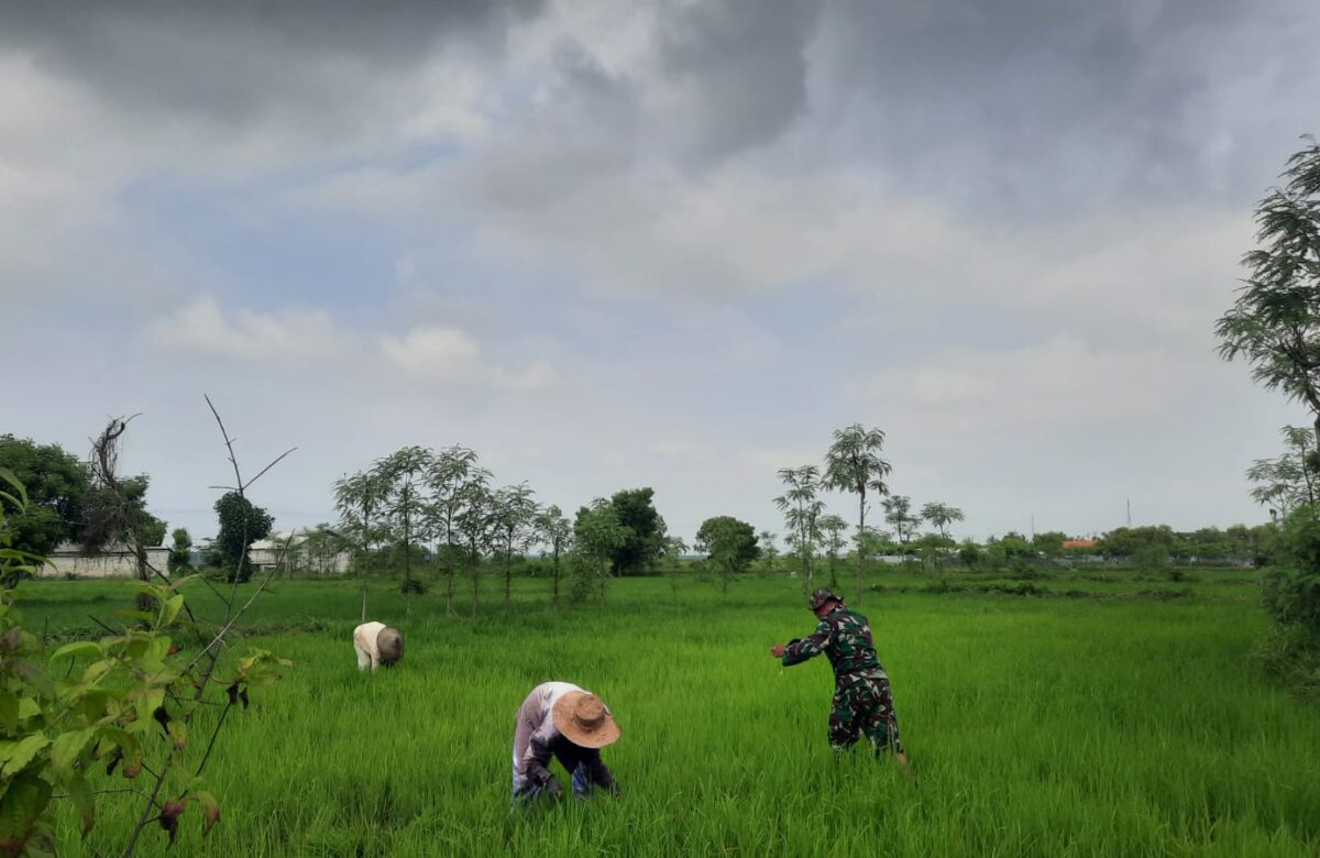 Babinsa Posramil Pangarengan Bantu Petani Cegah Rumput Liar di Tanaman Padi Desa Pacanggaan