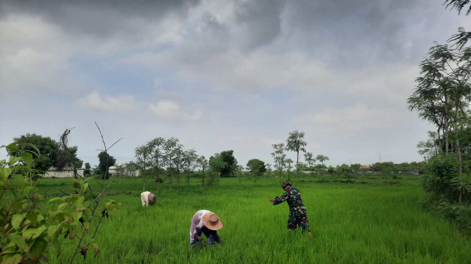 Babinsa Posramil Pangarengan Bantu Petani Cegah Rumput Liar di Tanaman Padi Desa Pacanggaan