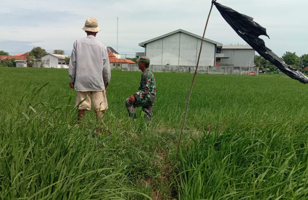 Babinsa Dampingi Petani, Serma Kholidin Monitor Tanaman Padi di Poktan Dempo Awan