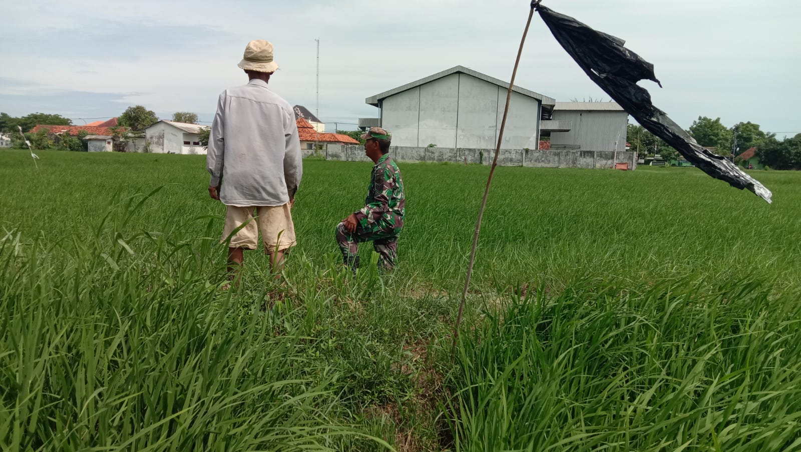 Babinsa Dampingi Petani, Serma Kholidin Monitor Tanaman Padi di Poktan Dempo Awan