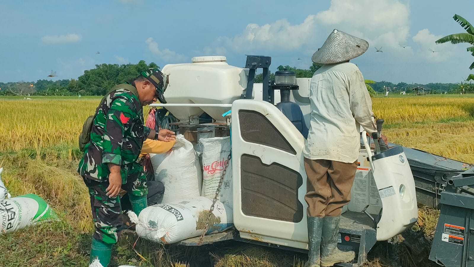 Panen Bersama: Babinsa dan Petani Kamoning Jaya Wujudkan Ketahanan Pangan di Sampang