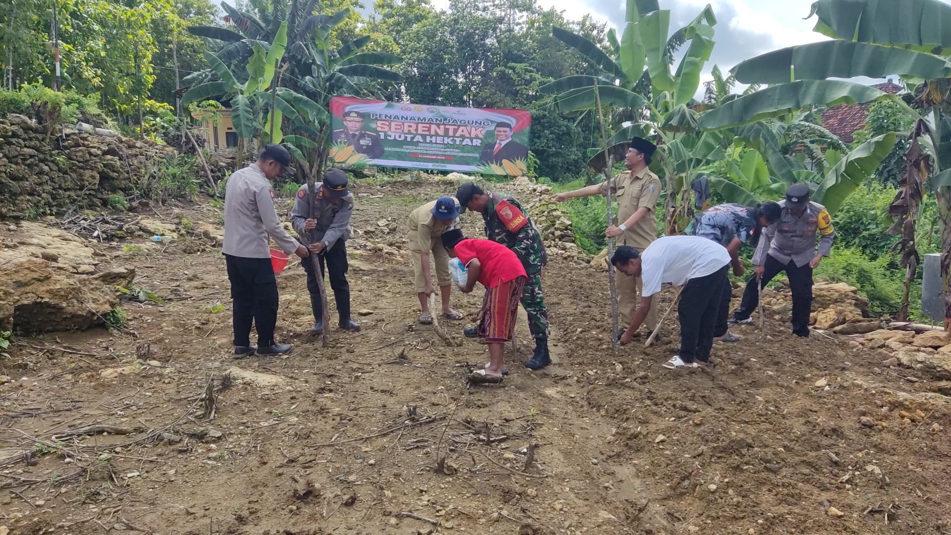 Gerakan Tanam Jagung: Babinsa, Kapolsek, dan Petani Bersatu Membangun Ketahanan Pangan