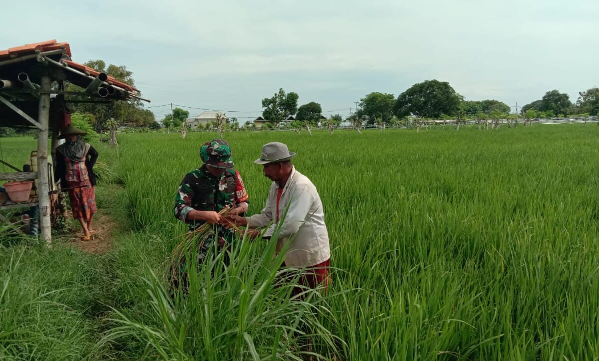 Babinsa Koramil Sokobanah Monitoring Tanaman Padi di Desa Bira Timur Dukung Ketahanan Pangan